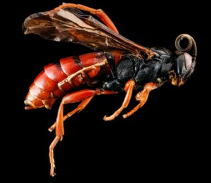 Mutek Festival 2023: Insects and Environmental Activism Take Center Stage