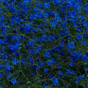 Buy Gift Songs by Jefre Cantu-Ledesma on vinyl