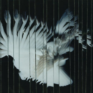 Spellbinding Adventures of SCALER's Album Endlessly